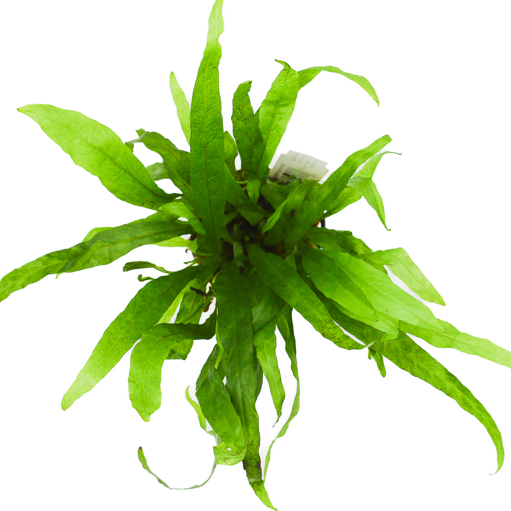 Microsorium Pteropus Ro lina Akwariowa Na Korze I Kamie Akwarium24 Microsorium Pteropus Ro lina Akwariowa Na Korze I Kamie Akwarium24